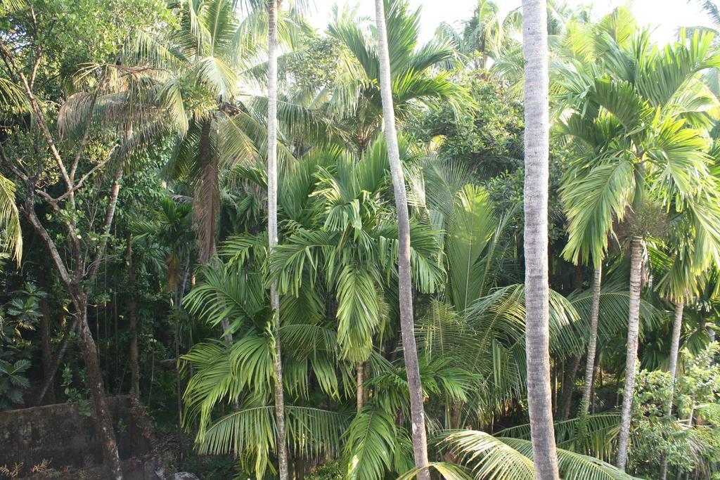 Greenview Homestay Kochi Zimmer foto